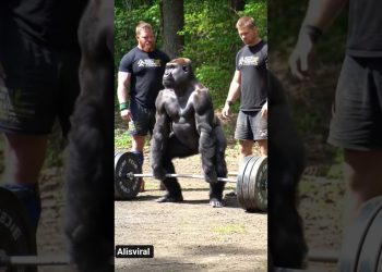 2 Gym Instructors to Train Gorilla During Workout to Beat 100 Men #gorilla #workout #gorillatag