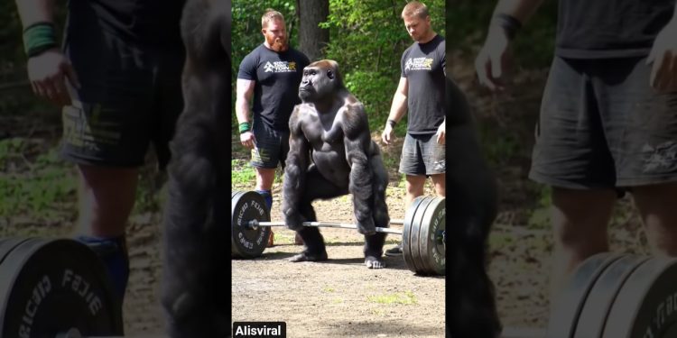 2 Gym Instructors to Train Gorilla During Workout to Beat 100 Men  #gorilla #workout #gorillatag