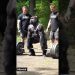 2 Gym Instructors to Train Gorilla During Workout to Beat 100 Men  #gorilla #workout #gorillatag