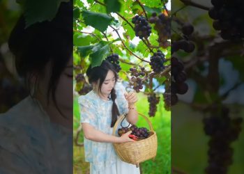 Beautiful Nature with Rural Life – Harvest grapes, peaches and plums