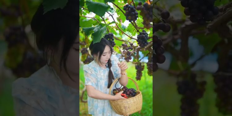 Beautiful Nature with Rural Life – Harvest grapes, peaches and plums