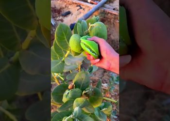 Beautiful and healing rural life – fruit picking#fruit #villagelife #fruitcutting#nature#rurallife