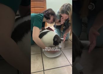 42-Pound Cat Goes On An Amazing Weight Loss Journey | The Dodo