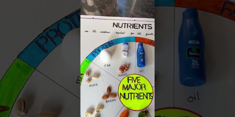 Five Major Nutrients ! EVS Project with actual things !