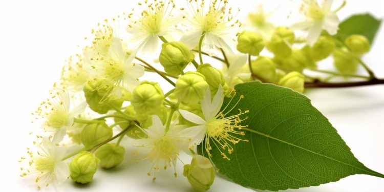 An Interesting Muscle Growth Ingredient – IronMag Bodybuilding & Fitness Blog