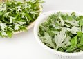 5 Unusual Health Benefits of Wormwood – IronMag Bodybuilding & Fitness Blog