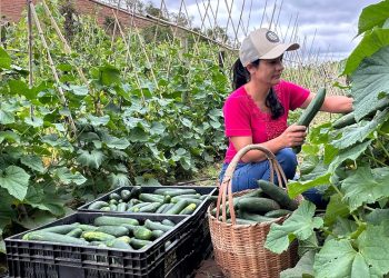 Do plantio à colheita, o passo a passo do cultivo de pepinos incríveis e maravilhosos.