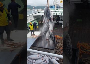 This Black Meat of Tuna Fish has too much nutrition! #shorts