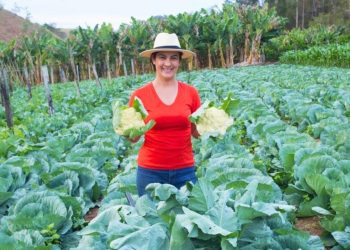 A melhor colheita de couve flor do ano, entenda como produzimos couves flores perfeitos e saudáveis
