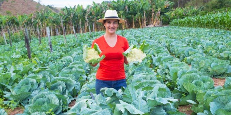 A melhor colheita de couve flor do ano, entenda como produzimos couves flores perfeitos e saudáveis
