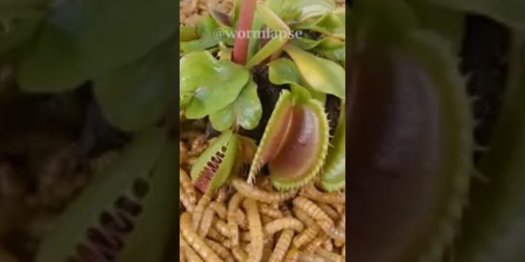 heterotrophic nutrition in plants