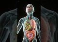 What Happens Inside Your Body When You Eat Fruits & Vegetables? | 3D Digestion Animation
