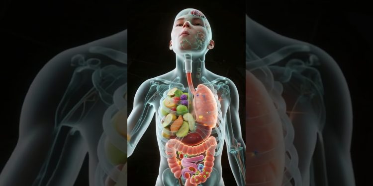 What Happens Inside Your Body When You Eat Fruits & Vegetables? | 3D Digestion Animation