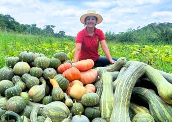 Como aproveitar todas elas? fiz uma colheita incrível de abóboras, veja como aproveito elas.