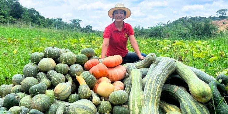Como aproveitar todas elas? fiz uma colheita incrível de abóboras, veja como aproveito elas.