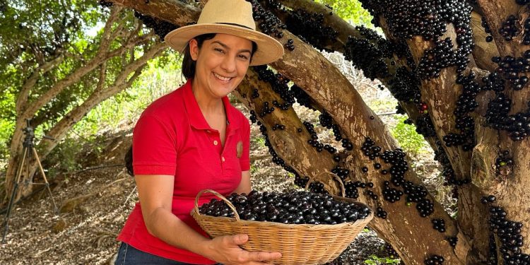 Época de jabuticaba- olha só o que fiz