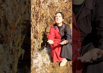 पूरा खेत जम गया😪|| Pahadi lifestyle vlog during winter😋#minivlog #village #dailyvlog #winter #food