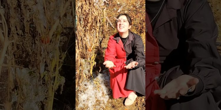 पूरा खेत जम गया😪|| Pahadi lifestyle vlog during winter😋#minivlog #village #dailyvlog #winter #food