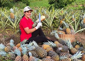 Alta produção de abacaxi. Maravilhoso protagonista para ceia de natal.