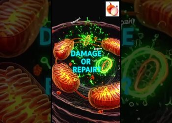 What Onion Does Inside Your Body 🧅 #onion #shorts #healthscience #nutrition #foodfacts