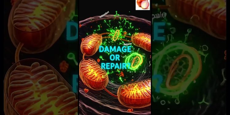 What Onion Does Inside Your Body 🧅 #onion #shorts #healthscience #nutrition #foodfacts