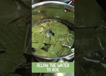 Guava Leaf Tea #healthy #immunitybooster #shorts