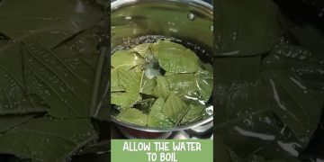 Guava Leaf Tea #healthy #immunitybooster #shorts