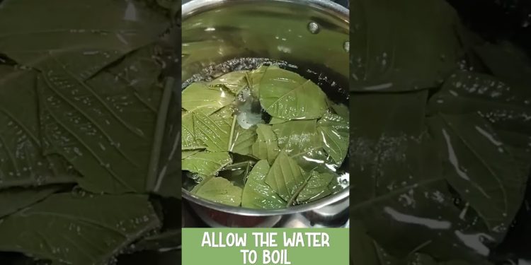 Guava Leaf Tea #healthy #immunitybooster #shorts