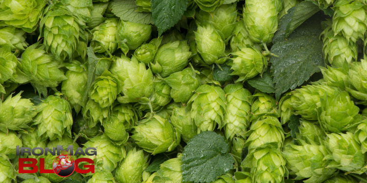 Do Hops Have Health Benefits? – IronMag Bodybuilding & Fitness Blog
