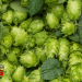 Do Hops Have Health Benefits? – IronMag Bodybuilding & Fitness Blog