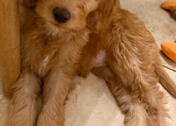 1.9 Friday Faves – The Fitnessista