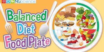Balanced Diet Food Plate