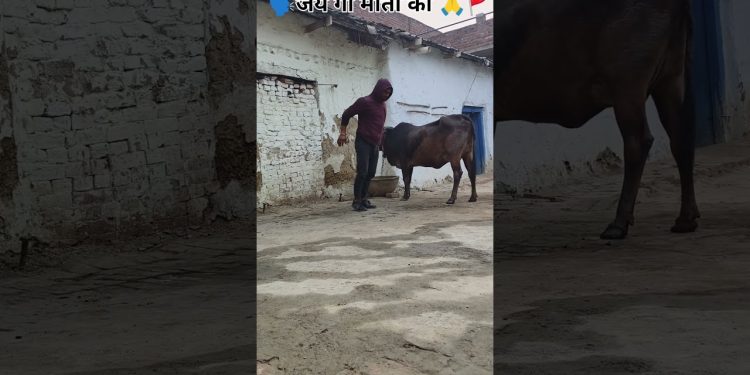 Desi workout 💪😱 #vlog #workout #fitness #gym #shorts