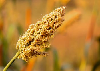 Jowar (Sorghum) – Benefits, Nutrition Value, & Recipes