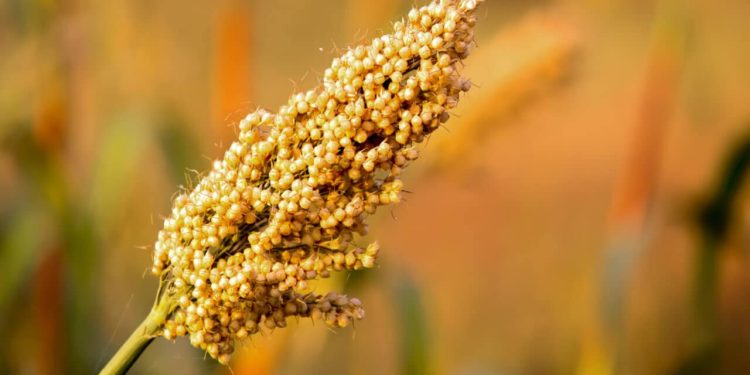 Jowar (Sorghum) – Benefits, Nutrition Value, & Recipes