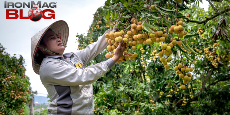 4 Health Benefits of Longan (Dragon’s Eye) – IronMag Bodybuilding & Fitness Blog