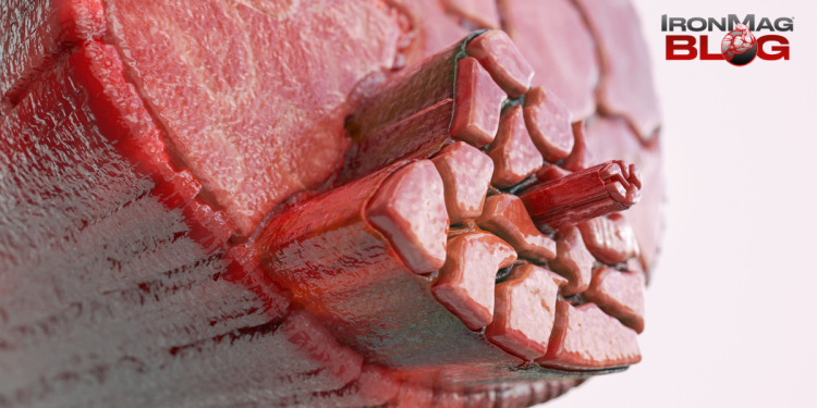 How to Effectively Turn on mTOR – IronMag Bodybuilding & Fitness Blog