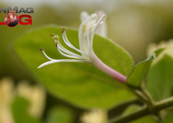 7 Therapeutic Benefits of This Sweet Tasting Flower – IronMag Bodybuilding & Fitness Blog
