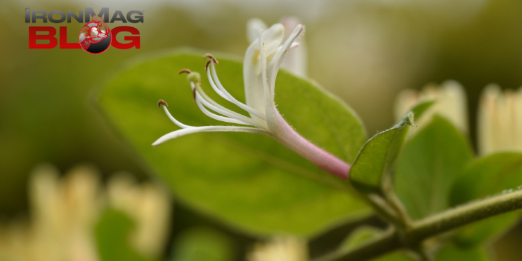 7 Therapeutic Benefits of This Sweet Tasting Flower – IronMag Bodybuilding & Fitness Blog