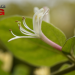 7 Therapeutic Benefits of This Sweet Tasting Flower – IronMag Bodybuilding & Fitness Blog