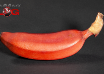 7 Crazy Health Benefits of Red Bananas – IronMag Bodybuilding & Fitness Blog