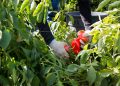 They Harvest the Nation’s Food, but a New Rule May Strip Them of Health Insurance