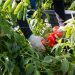 They Harvest the Nation’s Food, but a New Rule May Strip Them of Health Insurance