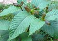 Feds Schedule Kratom Derivatives As Opioids – IronMag Bodybuilding & Fitness Blog