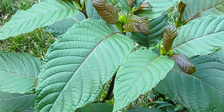 Feds Schedule Kratom Derivatives As Opioids – IronMag Bodybuilding & Fitness Blog