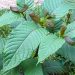 Feds Schedule Kratom Derivatives As Opioids – IronMag Bodybuilding & Fitness Blog